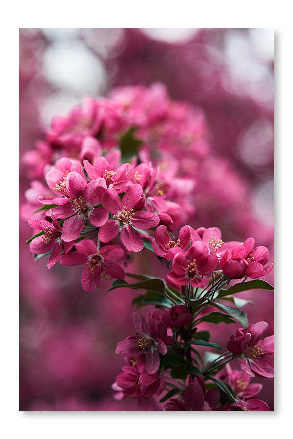 Gros plan sur de belles fleurs de cerisier roses 24x36 cadre d'art mural et panneau en tissu | Gros plan sur de belles fleurs de cerisier roses 24 po x 36 po : Cadre d'art mural et panneau de tissu | D44G7O8J