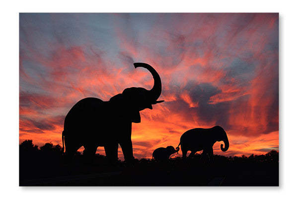 Éléphants profitant d'un coucher de soleil spectaculaire sur le Serengeti : Cadre mural et panneau de tissu 28 x 42 po | D44GCKEO