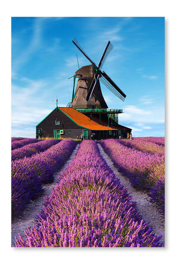 Champs de lavande avec moulin à vent 24 x 36, cadre d'art mural et panneau en tissu | Champs de lavande avec moulin à vent 24 po x 36 po : Cadre d'art mural et panneau de tissu|D44G85D9