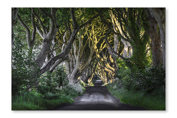 Cadre mural et panneau en tissu « The Dark Hedges » 16 x 24 po | D44G27CX
