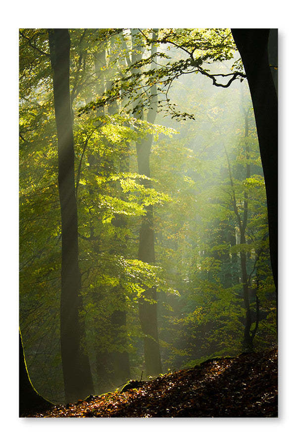 Forêt d'automne dans la brume, cadre mural et panneau de tissu 16 x 24 po | Forêt d'automne dans la brume 16 po x 24 po : Cadre d'art mural et panneau de tissu | D44G3EZM
