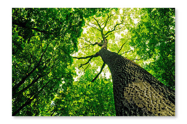 Cadre mural et panneau en tissu Forest 24x36 | Forest 24 po x 36 po : Cadre d'art mural et panneau de tissu | D44G22LU