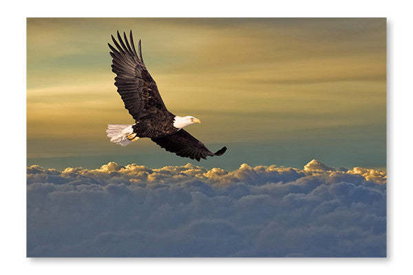 Aigle à tête blanche volant au-dessus des nuages, cadre mural et panneau de tissu 28 x 42 po | Aigle à tête blanche volant au-dessus des nuages 28 po x 42 po : Cadre d'art mural et panneau de tissu | D44GL6XU