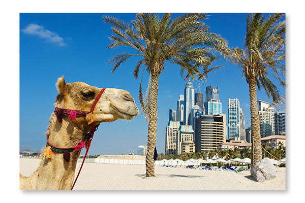 Chameau devant un immeuble urbain à Dubaï : Cadre et panneau de tissu 28 x 42 po | Chameau devant un immeuble urbain à Dubaï : Cadre et panneau de tissu | D44GUU20