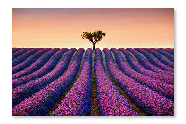 Lavande et arbre solitaire sur la colline au coucher du soleil : cadre et panneau de tissu 16 x 24 po | Lavande et arbre solitaire sur la colline au coucher du soleil 16 po x 24 po : cadre d'art mural et panneau de tissu | D44GT4KB
