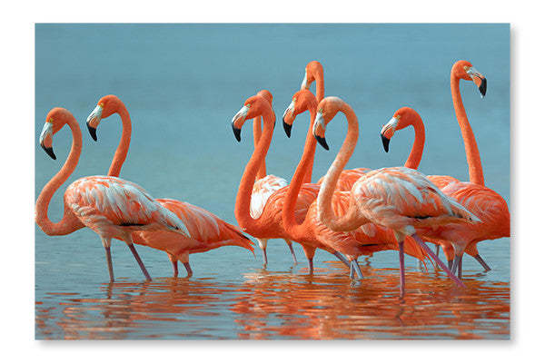 Cadre d’art mural et panneau en tissu Flamingos 28x42| Flamants roses 28 po x 42 po : Cadre d'art mural et panneau de tissu|D44GKBQK