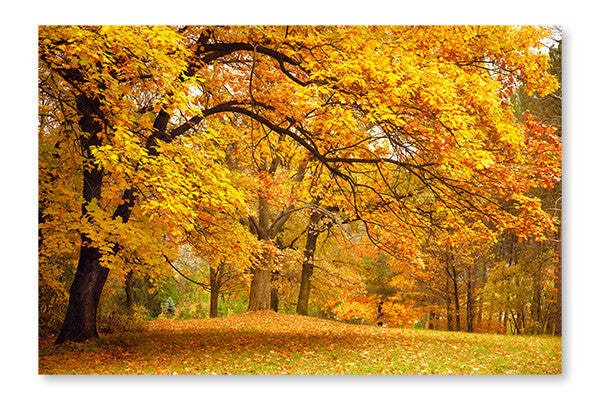 Arbres d'automne dorés dans un parc, cadre mural et panneau de tissu 28 x 42 po | Arbres d'automne dorés dans un parc 28 po x 42 po : Cadre d'art mural et panneau de tissu | D44G8K5S