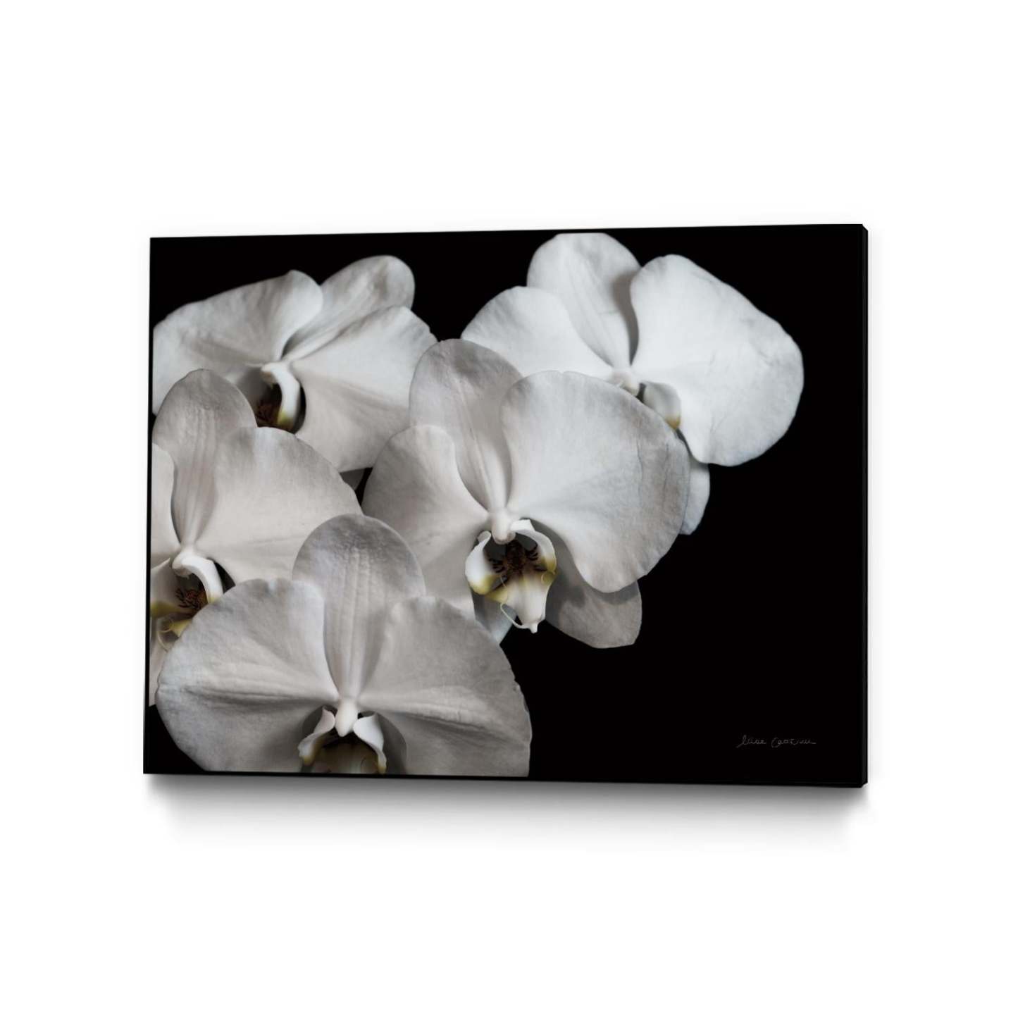Œuvre d'art murale sur toile encadrée noire « White Orchid Ii » 32 x 24