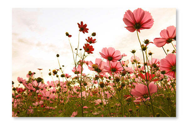 Cosmos Flowers In Sunset 16x24 Wall Art Frame And Fabric Panel| Cosmos Flowers In Sunset 16 po x 24 po : Cadre d'art mural et panneau de tissu|D44GZ2A6