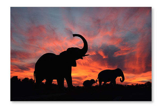 Éléphants profitant d'un coucher de soleil spectaculaire sur le Serengeti : Cadre mural et panneau de tissu 28 x 42 po | D44GCKEO