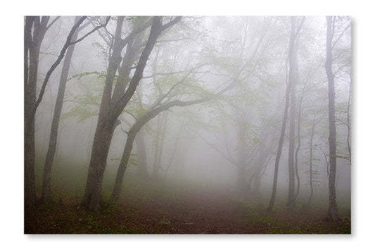 Morning Fog 16x24 : Cadre d'art mural et panneau de tissu | Morning Fog 16 po x 24 po : Cadre d'art mural et panneau de tissu | D44G1XAG