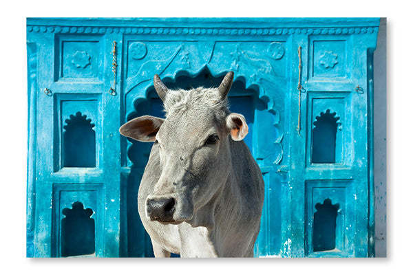 Cadre mural et panneau en tissu « Vache sacrée indienne » 24 x 36 po | Indian Holy Cow 24 po x 36 po : Cadre d'art mural et panneau de tissu | D44GDSO0