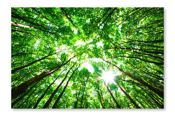 Green Forest 2 28x42 Cadre d’art mural et panneau en tissu| Green Forest 2 28 po x 42 po : Cadre d'art mural et panneau de tissu|D44GIYZ1