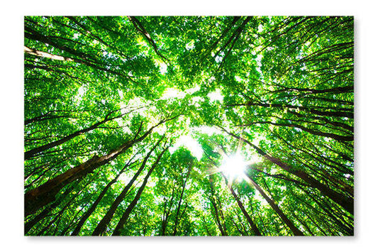 Green Forest 2 28x42 Cadre d’art mural et panneau en tissu| Green Forest 2 28 po x 42 po : Cadre d'art mural et panneau de tissu|D44GIYZ1