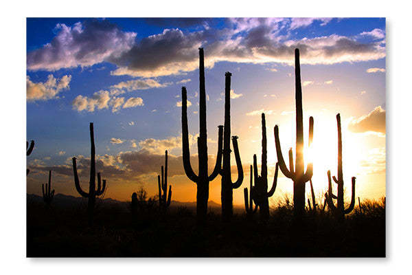 Parc national de Saguaro : Cadre mural et panneau en tissu 16 x 24 po | Parc national de Saguaro : Cadre mural et panneau en tissu | D44G7UO0