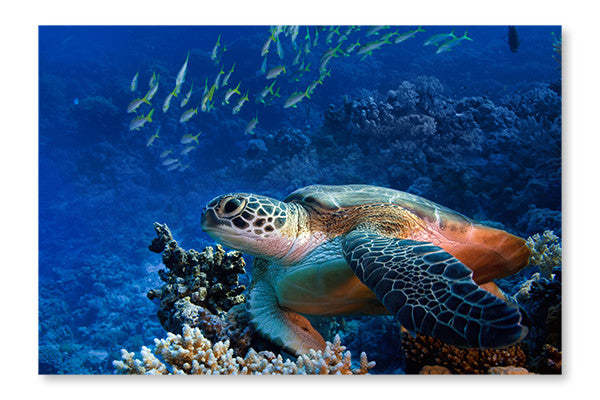 Grande tortue marine sous l'eau, cadre mural et panneau en tissu 28 x 42 po | Grande tortue marine sous l'eau 28 po x 42 po : Cadre d'art mural et panneau en tissu | D44GLXCP
