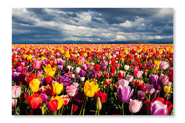 Champ de tulipes 24 x 36 cadre d'art mural et panneau en tissu | Champ de tulipes 24 po x 36 po : Cadre d'art mural et panneau de tissu|D44GPFR8