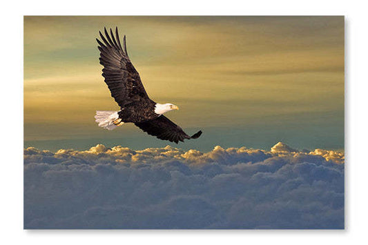 Aigle à tête blanche volant au-dessus des nuages, cadre mural et panneau de tissu 28 x 42 po | Aigle à tête blanche volant au-dessus des nuages ​​28 po x 42 po : Cadre d'art mural et panneau de tissu | D44GL6XU