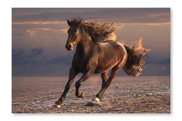Cheval au galop sur plage de sable au coucher du soleil (28 x 42 po) : Cadre et panneau de tissu | D44G3VMU