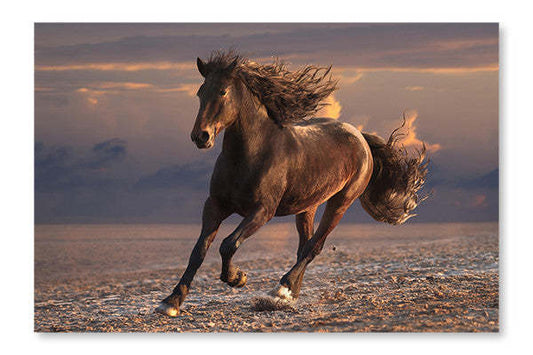 Cheval au galop sur plage de sable au coucher du soleil (24 x 36 po) : Cadre et panneau de tissu | D44GI2IV