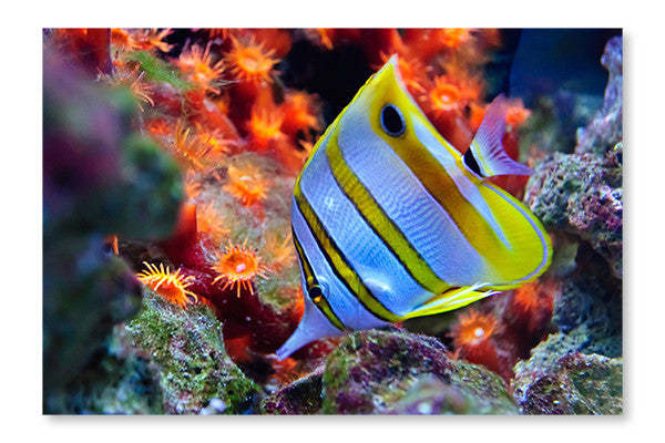 Poissons tropicaux marins 16 x 24 po : Cadre d'art mural et panneau de tissu | D44GZXQL