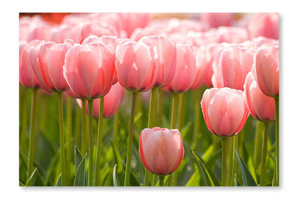Un champ de tulipes roses 28 x 42 po : Cadre d'art mural et panneau de tissu | D44GAC9V