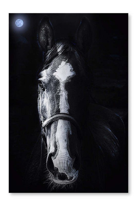 Cheval regardant 28x42 cadre d’art mural et panneau de tissu| Horse Staring 28 po x 42 po : Cadre d'art mural et panneau de tissu|D44GWRVJ