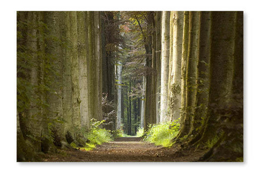Chemin de la nature 24 x 36 po : Cadre d'art mural et panneau de tissu | Nature Pathway 24 po x 36 po : Cadre d'art mural et panneau de tissu | D44GMO4Y