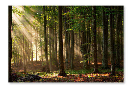 Arbres de la forêt d'automne, cadre mural et panneau de tissu 28 x 42 po | Arbres de la forêt d'automne 28 po x 42 po : Cadre d'art mural et panneau de tissu | D44G2ZWD