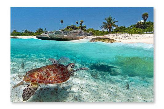 Scène de la mer des Caraïbes avec une tortue verte 24x36 Art mural cadre et panneau en tissu | Scène de la mer des Caraïbes avec une tortue verte 24 po x 36 po : Cadre d'art mural et panneau de tissu | D44GTV06
