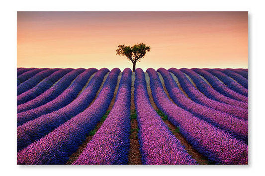 Lavande et arbre solitaire en hauteur au coucher du soleil 24x36 cadre d'art mural et panneau en tissu | Lavande et arbre solitaire en hauteur au coucher du soleil 24 po x 36 po : cadre d'art mural et panneau en tissu | D44GK5OV