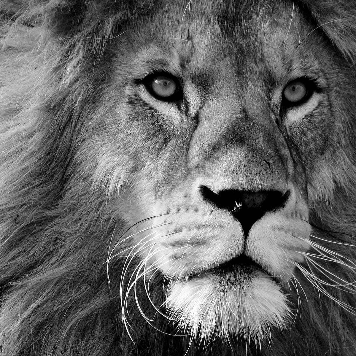 Proud Wall Art|Œuvre d’art murale « Proud »