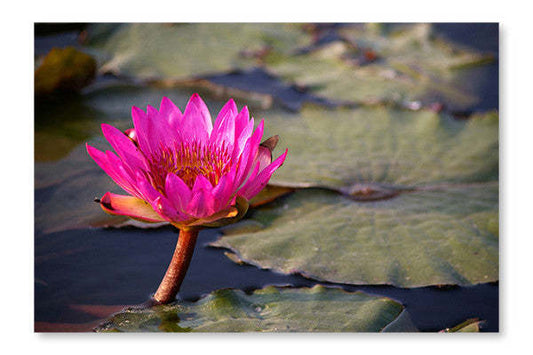 Fleurs de lotus dans un étang 28 x 42 po : Cadre d'art mural et panneau de tissu | Fleurs de lotus dans un étang 28 po x 42 po : Cadre d'art mural et panneau de tissu | D44G26QX