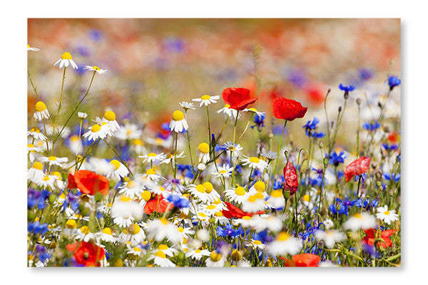 Fleurs sauvages 16 x 24 po : Cadre d'art mural et panneau de tissu | Wild Flowers 16 po x 24 po : Cadre d'art mural et panneau de tissu | D44GOWAC