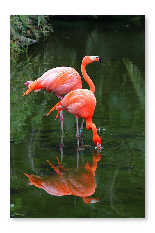 Deux flamants roses, cadre mural et panneau en tissu 16 x 24 po | Two Pink Flamingos 16 po x 24 po : Cadre d'art mural et panneau de tissu | D44GK080