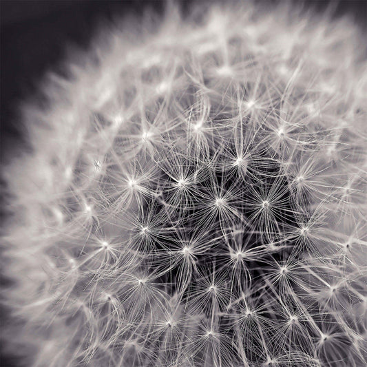 Loop Wall Art|Œuvre d'art murale « Loop »