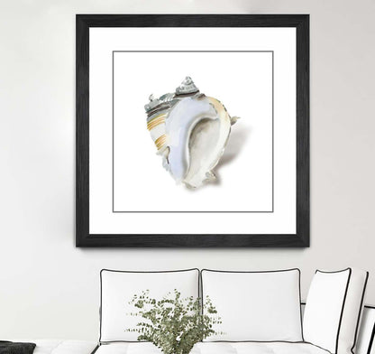 Œuvre d’art murale encadrée noire et mate « Seafoam Shell » 30 x 30
