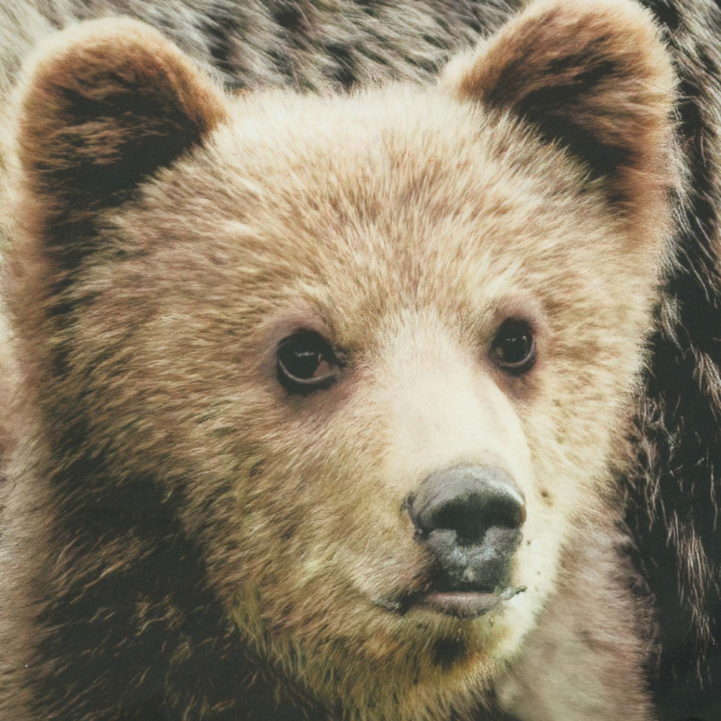 Habitat Bears Light Filtering Pole Top Curtain Panel Paire - 37 x 84|Paire de panneaux de rideau filtrant la lumière passe-tringle Ours d'Habitat - 37 x 84