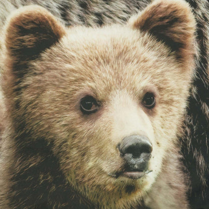 Habitat Bears Light Filtering Pole Top Curtain Panel Paire - 37 x 84|Paire de panneaux de rideau filtrant la lumière passe-tringle Ours d'Habitat - 37 x 84