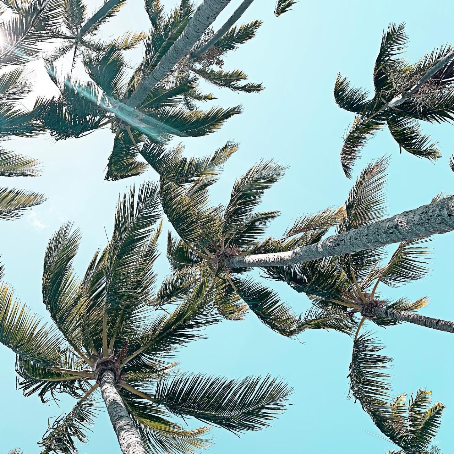 Palm 03 Giant Art 54x54 Wall Art|Œuvre d'art murale Giant Art « Palm 03 » 54 x 54