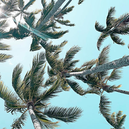 Palm 03 Giant Art 54x54 Wall Art|Œuvre d'art murale Giant Art « Palm 03 » 54 x 54