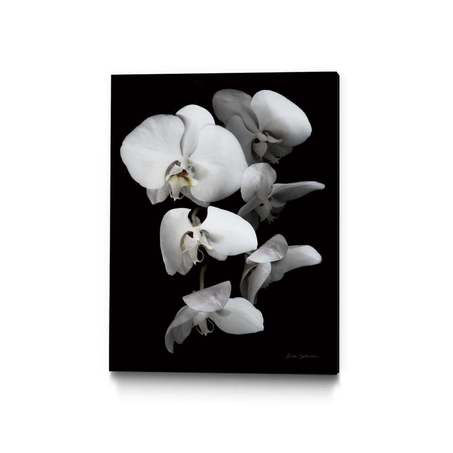 Œuvre d'art murale sur toile encadrée noire « White Orchid Iii » 24 x 32