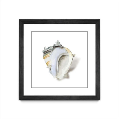 Œuvre d’art murale encadrée noire et mate « Seafoam Shell » 30 x 30