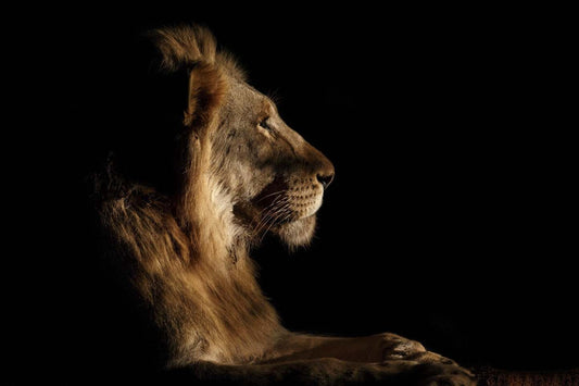 Œuvre d'art murale géante « Royal Meeting In The Night » 72 x 48